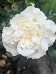 DIAMOND DAD (ground cover)